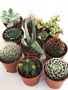 Selection of mini cactuses for sale