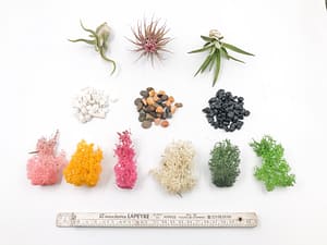 Selection of accessories for terrarium, air plant, gravel and moss