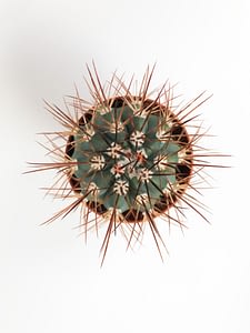 Spicky cactus
