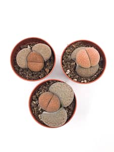 Lithops succulent - pebble plant