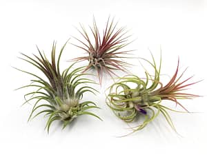 very nice selection of 3 air plants