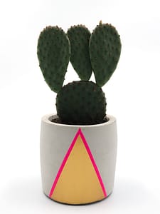 Concrete pot with cactus