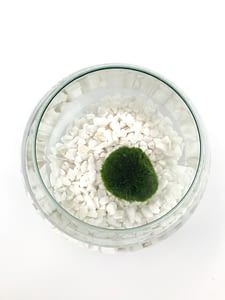 bowl with single moss ball on top of white gravel in water