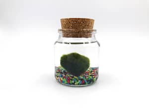Moss ball in glass jar with cork top and multicolour gravel