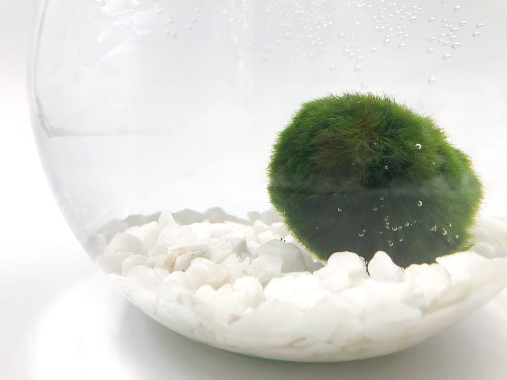 Close up of marimo moss ball in water with bubble