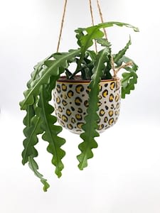 Fishbone cactus (Epiphyllum anguliger) with plant