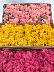 Boxes of 3 different colour type of reindeer moss