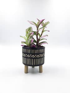 Nala leggy plant pot with a beautilful plant