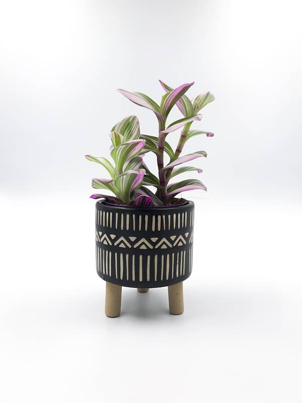 Nala leggy plant pot with a beautilful plant