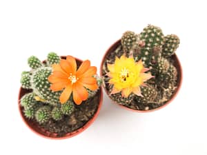 Two plant pot with cactus's flower