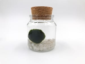 Moss ball in glass jar with cork top and white gravel