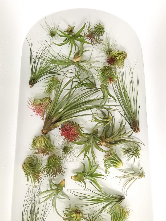 how to take care of your Air plants in a bath
