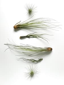Aligment of air plants