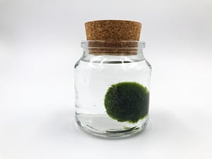 Moss ball in glass jar with cork top