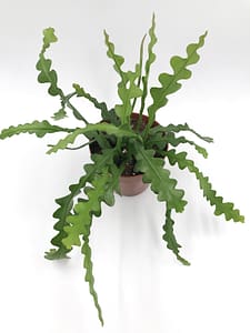 Fishbone cactus or Epiphyllum anguliger for sale