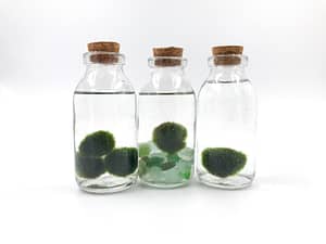 Trio of glass jar for moss balls