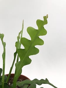 Fishbone cactus or Epiphyllum anguliger leaf