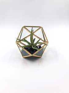 Geometric Terrarium gold for sale