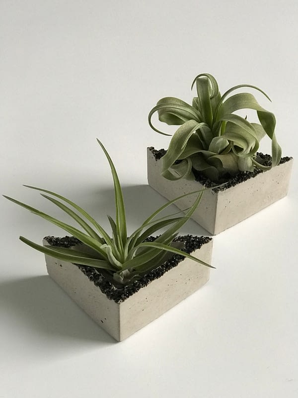 Concrete triangle pots with air plants