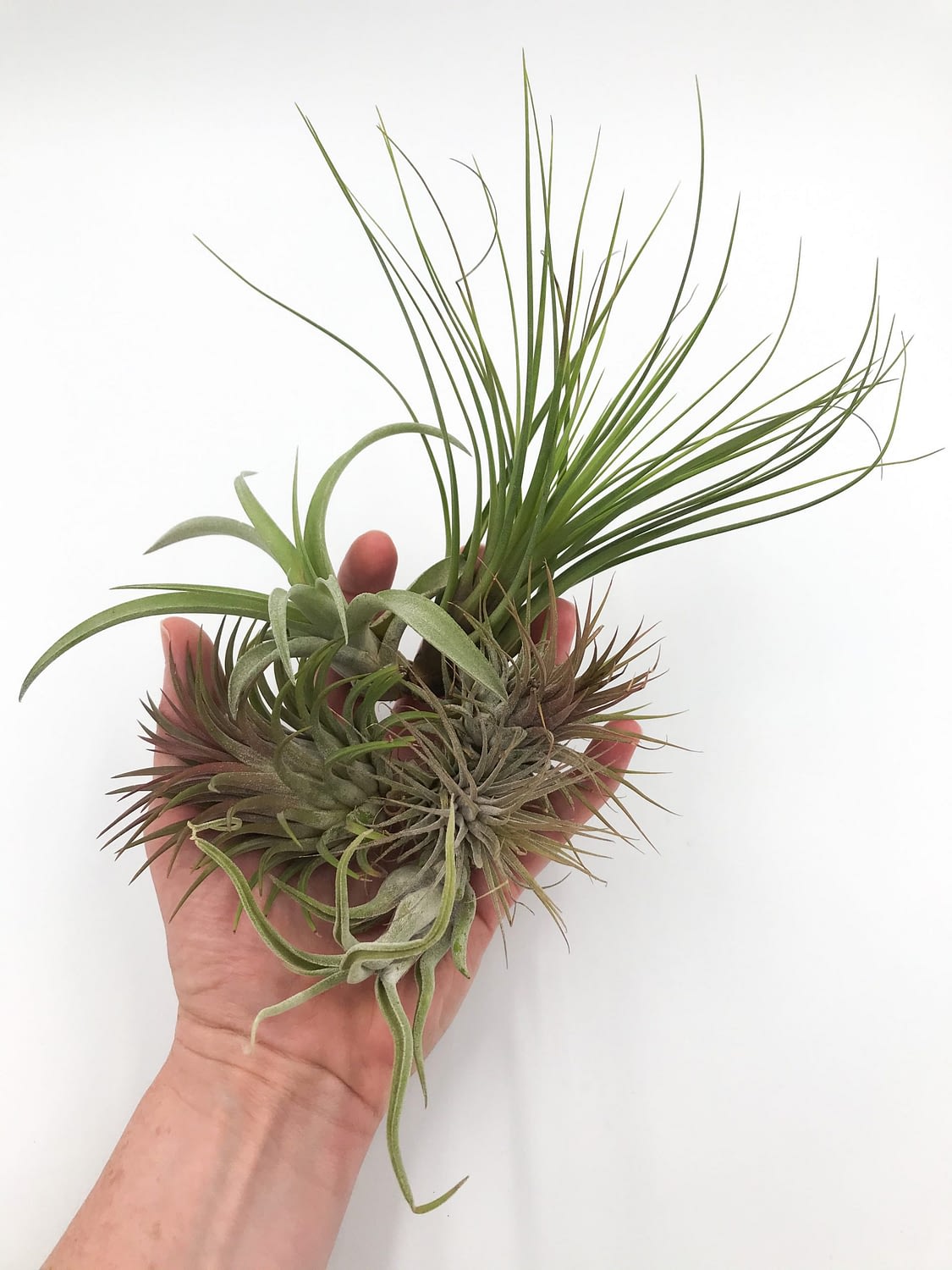 Selection of small and long air plants