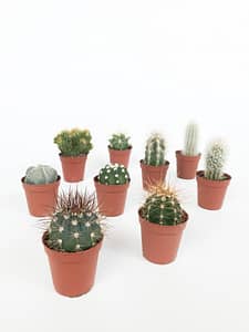 Selection of mini cactuses