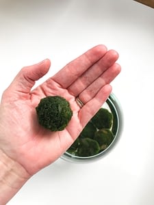 Green marimo moss ball in hand