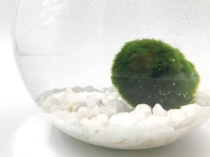 Close up of marimo moss ball in water with bubble