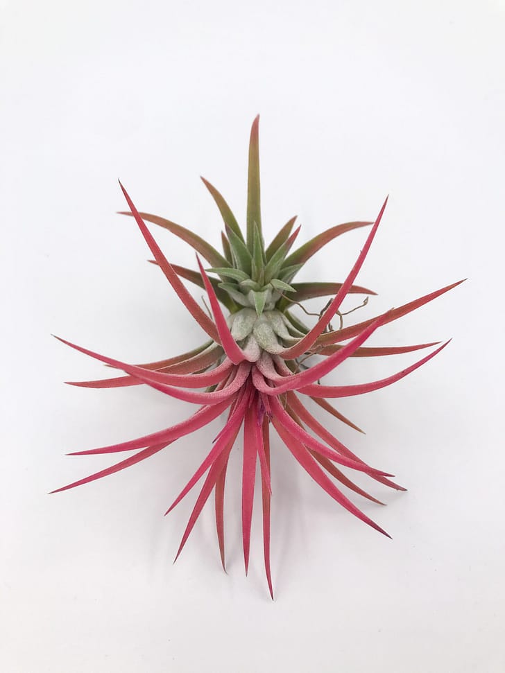 Red tillandsia with pup