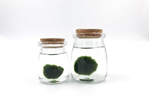 2 glass jar with water and marimo moss balls
