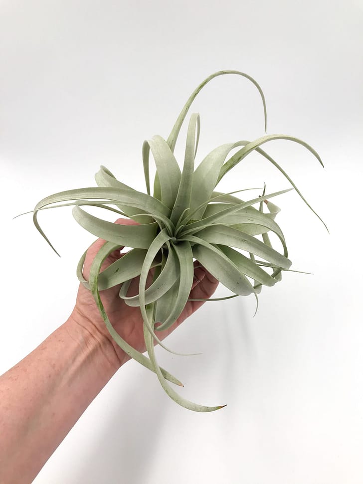 Large air plant also know as Tillandsia xerographica in hand