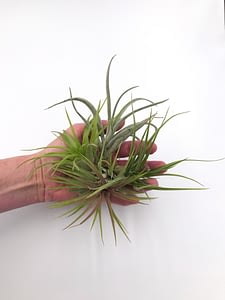 Trio of air plants in hand display