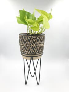 Nala leggy plant pot with plant