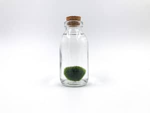 Simple small jar with Marimo moss ball