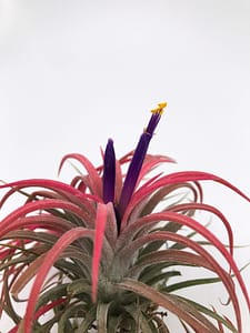 Air plant bloom with yellow flower