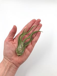 Single air plants in hands