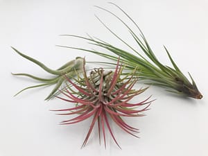 Trio of airplants
