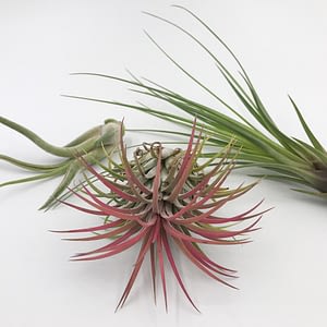 Trio of airplants