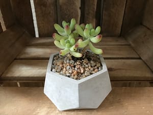 Concrete pot with succulent plant