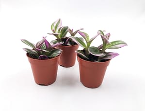 Tradescantia albiflora nanouk houseplant for sale from Botanica Verde