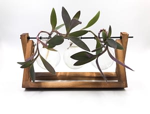 Propagation station with wooden stand and glass