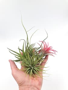 Selection of 3 air plants for sale