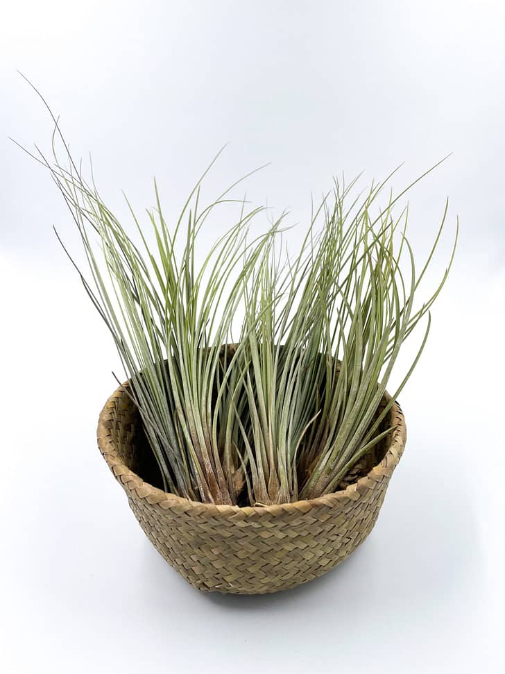 Green long air plants in a basket