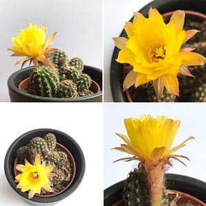 Photoshoot of cactus's flower