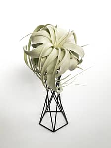 Airplant holder with Tillandsia xerographica