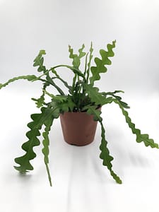 Fishbone cactus or Epiphyllum anguliger for sale from Botanica Verde