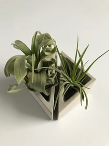 Triangle air plant pot with air plants