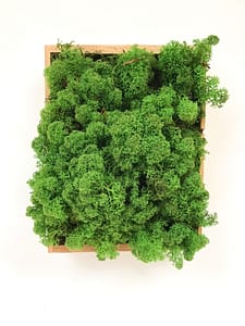 Box of green Natural Reindeer Moss - for terrariums, vivariums, interior decor