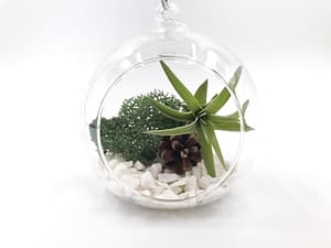 Small air plant terrarium