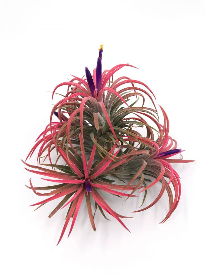 3 red air plants in bloom