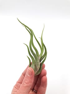 Perfect air plant display in hand